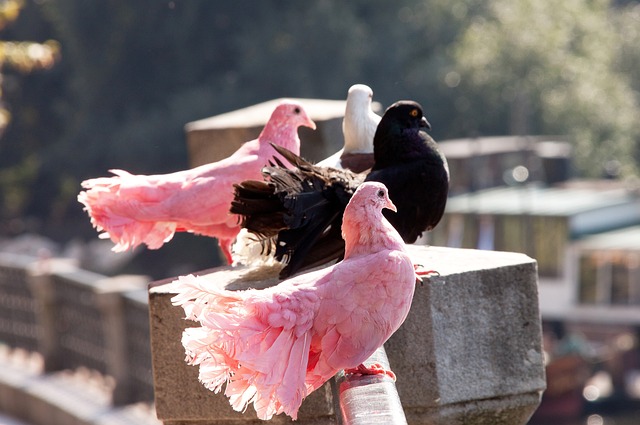 乡村经济 乡村经济